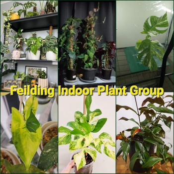 Feilding  indoor plant club